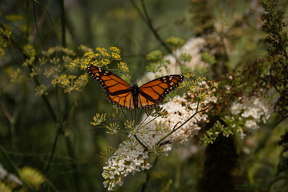 ButterflyOrangeOhio2018 (1 of 1)