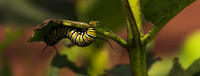 Catepiilaryellow