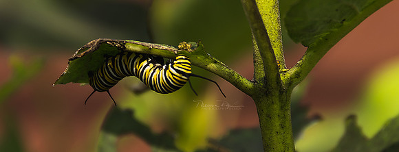 Catepiilaryellow