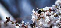 BeeCherryBlossom1