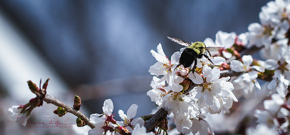BeeCherryBlossom1