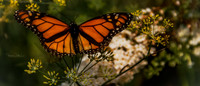 monarch1