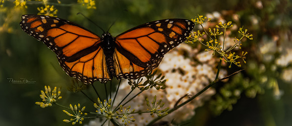 monarch1