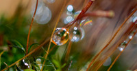 MacroWaterdrop6