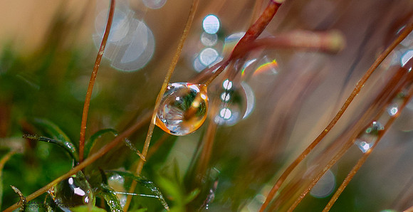 MacroWaterdrop6