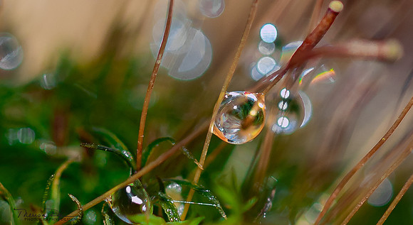 MacroWaterdrop7