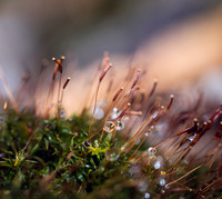 MacroWaterdrop