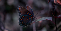 blueblackorgane1