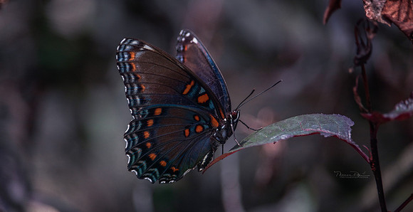 blueblackorgane1