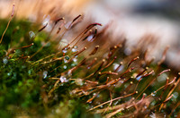 MacroWaterdrop2