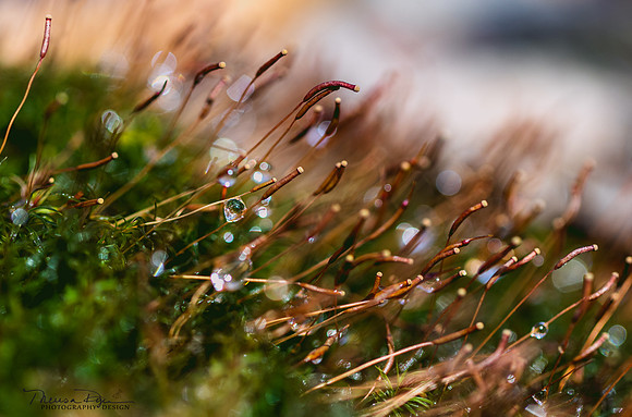 MacroWaterdrop2
