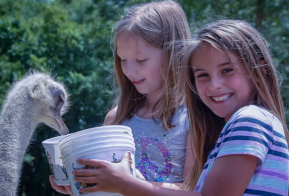 Children Feeding Ostrich