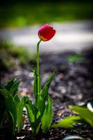 RED TULIPS