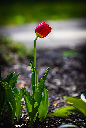 RED TULIPS