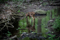 Baby Deer Reflection