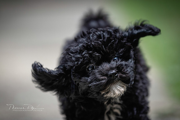 Spunky Puppy A