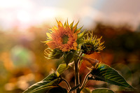 Sunflower A