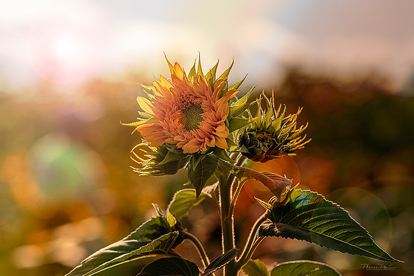 Sunflower A